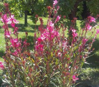Gaura