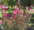 Gaura
